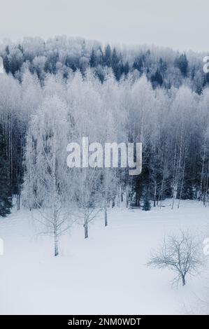 Tôt le matin, vue sur la forêt gelée depuis la tour. En Estonie, près du parc national de Karula Banque D'Images