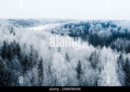 Tôt le matin, vue sur la forêt gelée depuis la tour. En Estonie, près du parc national de Karula Banque D'Images