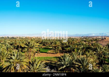 Afrika, Marokko, Südmarokko, Ouarzazate, Blick über Palmengärten zur Stadt Banque D'Images