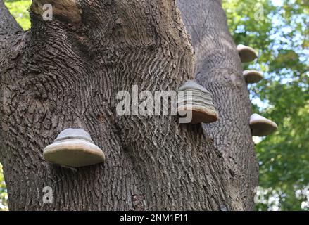 Cracovie. Cracovie. Pologne. Le champignon du sabot (Fomes fomentarius) ou le champignon de l'urine ou le conk de l'urine Banque D'Images