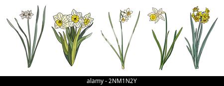 Ensemble de daffodil Mars naissance mois vecteur de fleur. Illustration de Vecteur