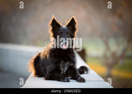 Portrait complet d'un chien noir aux cheveux longs reposant rétroéclairé au coucher du soleil Banque D'Images