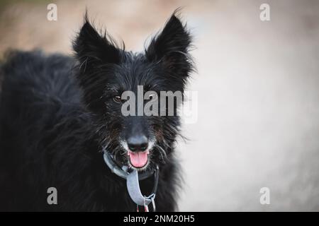 Joli portrait du visage d'un chien noir de race mixte à poils longs Banque D'Images