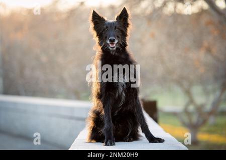 Portrait complet d'un chien noir aux cheveux longs, rétroéclairé au coucher du soleil Banque D'Images