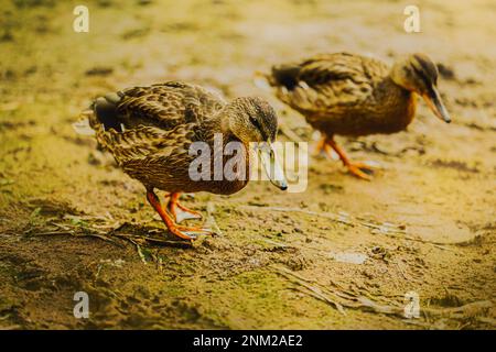 Deux beaux canards avec plumage brun marchent le long de la rive du lac, vert avec de la boue le jour d'été ensoleillé. La faune et la flore. Banque D'Images