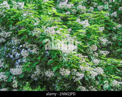 Arbre de catalpa du sud en fleur - été, naturel Banque D'Images