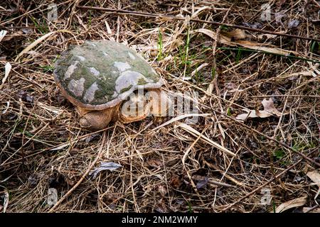Tortue chélydre marche lente de la rivière Banque D'Images