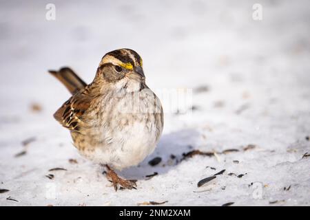 Recherche de nourriture sur le sol en hiver à l'aide d'un moineau à gorge blanche. Banque D'Images