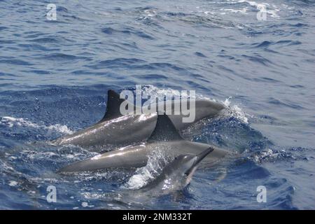 Les dauphins à disque hawaïens (Stenella longirostris) comme ceux-ci sont souvent repérés dans le sanctuaire marin national de la baleine à bosse des îles hawaïennes ca. 12 avril 2007 Banque D'Images