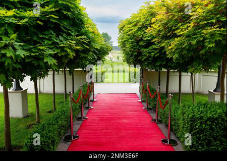 intérieurs et décorations de la salle de mariage tapis rouge pour les invités dans la ruelle avec jeunes érables et buis Banque D'Images