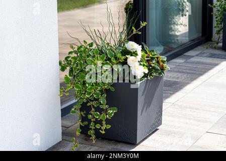 Begonia et coleus plectrantus debout sur la terrasse dans un grand pot sur roues. Banque D'Images