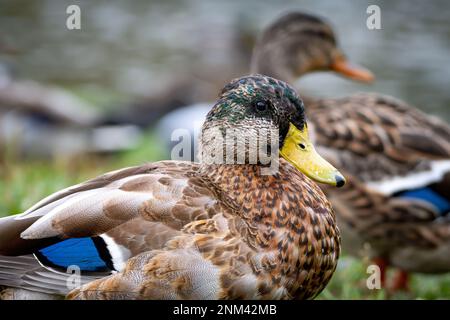 Mue d'un jeune canard collard mâle (Anas platyrhynchos) Banque D'Images