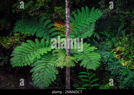 Belle vue sur les feuilles de fougères sauvages dans la zone forestière autour du Mont Kinabalu, Sabah, Malaisie Banque D'Images