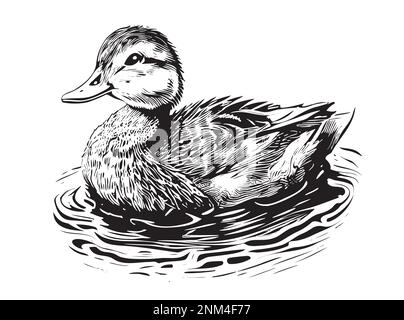 Dessin de natation de canard peint vecteur illustration chasse les oiseaux Illustration de Vecteur