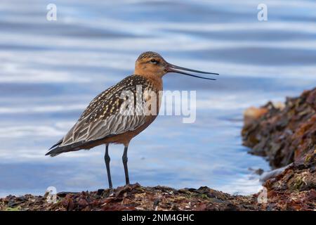 Pfuhlschnepfe, Pfuhl-Schnepfe, Schnepfe, Limosa lapponica, godwit à queue de bar, La Barge rousse Banque D'Images