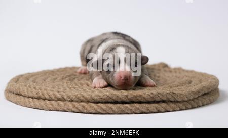 Il y a dix jours d'excellents chiots du Gallois Corgi Pembroke; est isolé sur fond blanc, studio Banque D'Images