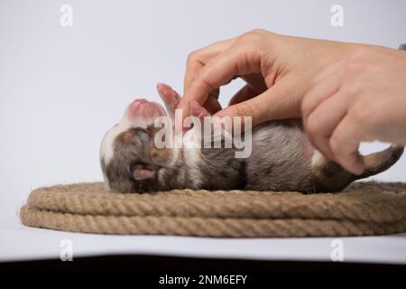 Il y a dix jours d'excellents chiots du Gallois Corgi Pembroke; est isolé sur fond blanc, studio Banque D'Images