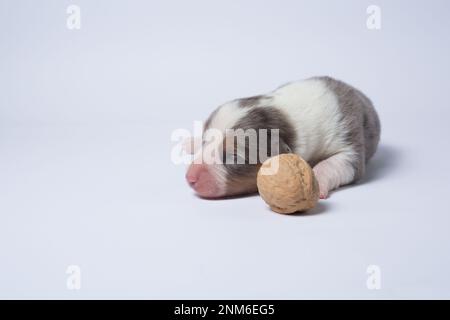 Il y a dix jours d'excellents chiots du Gallois Corgi Pembroke; est isolé sur fond blanc, studio Banque D'Images