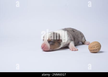 Il y a dix jours d'excellents chiots du Gallois Corgi Pembroke; est isolé sur fond blanc, studio Banque D'Images