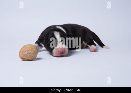 Il y a dix jours d'excellents chiots du Gallois Corgi Pembroke; est isolé sur fond blanc, studio Banque D'Images