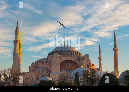 Basilique Sainte-Sophie ou mosquée Ayasofya avec un mouette au lever du soleil. Voyage à Istanbul photo de fond. Ramadan ou photo de concept islamique. Banque D'Images