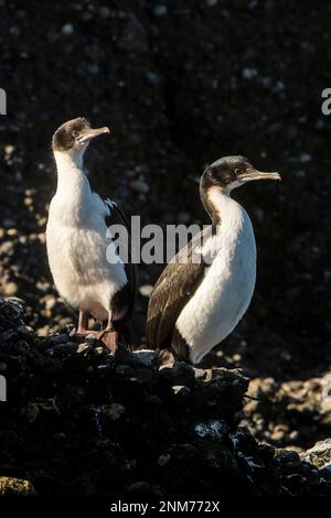 Cormoran (Phalacrocorax atriceps impériale), îlots Tuckers, Canal Whiteside, PN Alberto de Agostini, la Terre de Feu, Patagonie, Chili Banque D'Images