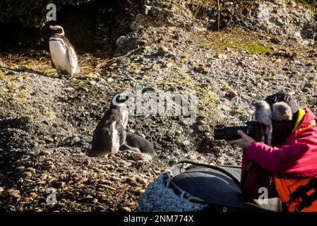 Manchot de Magellan (Spheniscus magellanicus), îlots Tuckers, Canal Whiteside, PN Alberto de Agostini, la Terre de Feu, Patagonie, Chili Banque D'Images