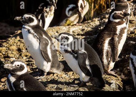 Manchot de Magellan (Spheniscus magellanicus), îlots Tuckers, Canal Whiteside, PN Alberto de Agostini, la Terre de Feu, Patagonie, Chili Banque D'Images