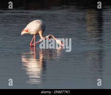 Un flamant prenant de la nourriture du lac Banque D'Images