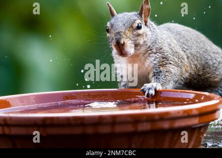 Écureuil gris de l'est assoiffé buvant dans un bain d'eau pour oiseaux pendant une chaude journée d'été. Banque D'Images