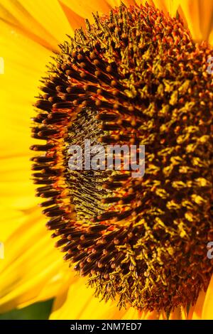 Vue latérale du centre de Sunflower - été Banque D'Images