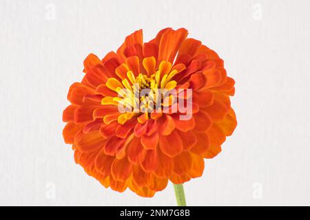 Zinnia elegans connu sous le nom de jeune et d'âge, zinnia commun ou zinnia élégant. Banque D'Images