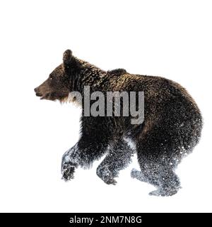 Silhouette d'un ours brun sur fond blanc Banque D'Images