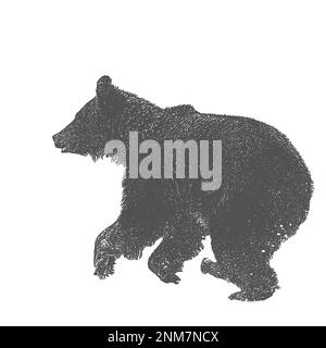 Silhouette d'un ours brun sur fond blanc Banque D'Images