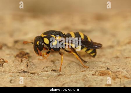 Gros plan détaillé sur un pollen coloré et unique collectant une petite guêpe, Celonites abbreviatus de Gard, France Banque D'Images