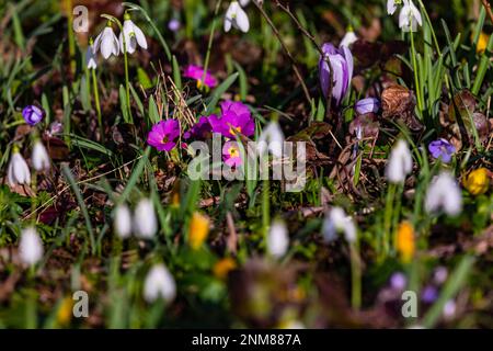 Le Primula, les gouttes de neige et le crocus sont des fleurs précoces qui indiquent le printemps Banque D'Images