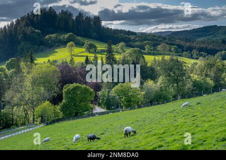 Le pâturage des moutons près du lac Vyrnwy, au milieu de la chaîne de montagnes Berwyn, Powys, Wales Banque D'Images