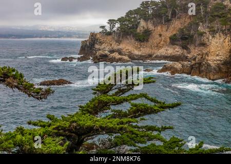 Monterey Cypress, Hesperocyparis macrocarpa, sur une falaise rocheuse au-dessus de la mer, dans la réserve naturelle d'État de point Lobos, Californie, États-Unis Banque D'Images