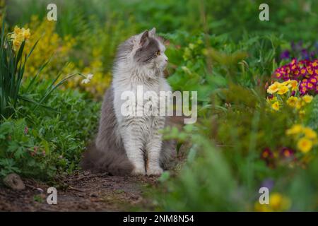 Un espace sûr pour les animaux de compagnie doit d'abord marcher à l'extérieur. Chat domestique sur sa première promenade à l'extérieur dans le jardin. Banque D'Images