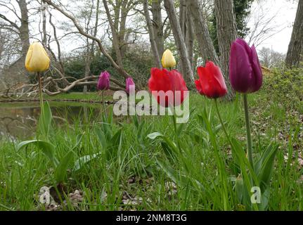 tulipes à longue tige plantées sur le côté d'un lac Banque D'Images