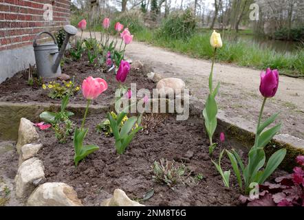 Quelques tulipes à longue tige plantées dans un jardin de chalet en Allemagne. Il y a quelques plantes de Waldsteinia ternata croissant entre et un arrosoir de zinc Banque D'Images