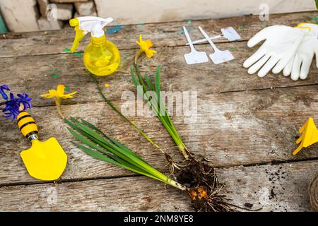 Ranunculus asiticus, buttercup persan, variété jaune M-Sakura dans le jardin pendant la transplantation du pot de transport au lit de fleur.Paysage ga Banque D'Images