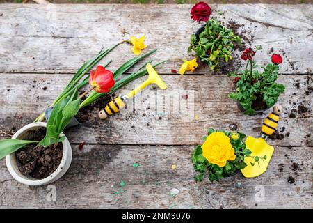 Tulipe dans un pot.Transplantation et coupe de plantes.Instruments de jardin, spatule et pistolet arrosoir à côté de la jonquille avec un oignon.Temps de printemps. Concept de tr Banque D'Images