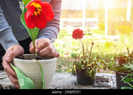 Un jeune agriculteur transplant une grande tulipe rouge d'une casserole en céramique blanche. Travaux de printemps dans le jardin. Banque D'Images