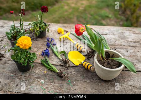 Ranunculus asiticus, buttercup persan, variété jaune M-Sakura dans le jardin pendant la transplantation du pot de transport au lit de fleur.Paysage ga Banque D'Images