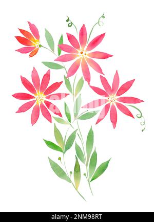 illustration aquarelle, fleurs rouge bouclé clematis. Illustration pour l'impression sur tissu Banque D'Images