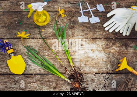 Transplantation et coupe de plantes.Instruments de jardin, spatule et pistolet arrosoir à côté de la jonquille avec un oignon.Spring Time. Concept de plan de transplantation Banque D'Images