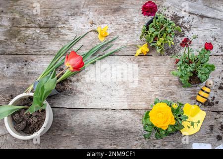 Transplantation et coupe de plantes.Instruments de jardin, spatule et pistolet arrosoir à côté de la jonquille avec un oignon.Spring Time. Concept de plan de transplantation Banque D'Images