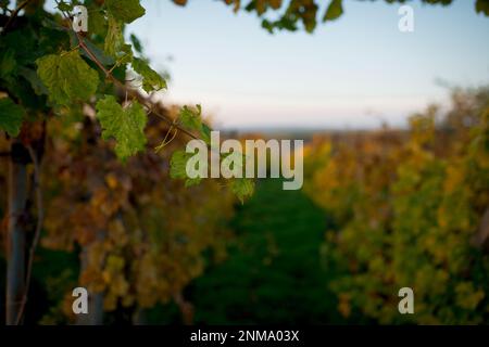 Magnifiques vignes éclairées par le soleil d'automne. République tchèque Banque D'Images