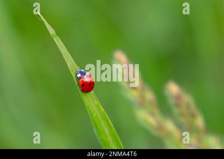 Coccinelle sur l'herbe verte Banque D'Images